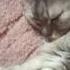 Умная зарядка Funny Cat василиса тикток Shortvide кот кошка