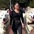 My Direwolves Love The Seawall Direwolves Wolf Wolves Pets Pet Dogs Dog Fyp Foryou