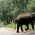 Kabini Forest Wildlife