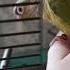 Попугай не виноват пиррура Parrot попугай