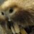 The Mountain Beaver Not What They Seem