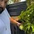 DJ Khaled Watering His Beautiful Mango Trees