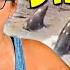 Why Sea Lions ATTACK A Marine Biologist Explains