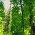 HIKING TOWARDS ARANG KEL AZAD KASHMIR NEELUM VALLEY Mountains Nature Travel Hiking Adventure