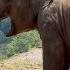 Watch Baby Elephant S Emotional Search For Her Missing Mom ElephantNews