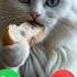 Fifi Calling Ringtone Cat Calling Cutecat Foryou Youtubeshort Youtube Viral New Kitten