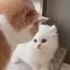 Cute Cat Videos Cat Videos Compilation 2022 411 Funny Cat Videos2022 Atb Animal Videos