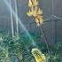 Chick Lupine A Powerful Native Nitrogen Fixer LOVED By Pollinators Pollinatorgarden