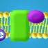 Photosynthesis Intro And Light Dependent Reactions