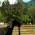 Ponderosa Moon 033 Mov