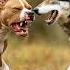 Pitbull And Wolf Mix Dog Pitbull Wolf Mix