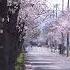 Relaxing Relaxingmusic Nature Ytshorts Sakura Japan Cherryblossom