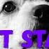 My Dog Is Driving Me Crazy I Don T Know What I M Going To Do Next