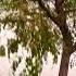 Morning Tree