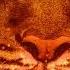 3D Two Steps From Hell Victory Extended Version