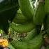 Cuban Plantains THOSE ARE SOME BIG BANANAS Who Wants Some