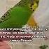 Учим попугая говорить слово Птичка рек Birds Parrot Budgies Pets Teaching учить Cute