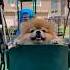 Если бы я могла летать Dog Pomeranian шпиц Puppiesofinstagram Lola Aferistka