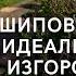 Шиповник идеальная изгородь Советы для садоводов от Андрея Туманова