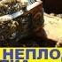 Пчёлы Как долго можно продержать матку в клеточке И почему