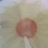 New Daisy Candle Launch Comment For Buy Candle Daisy Scentedcandle Follow Handmade