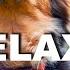 Best Relaxing Music For Dogs To Sleep