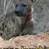 The Laughing Hyena Shorts Viral Facts Animals Animalfacts