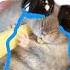 Sad Hamster Happy Ending