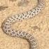 Amazing Rattlesnake Sound