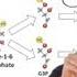 Glycolysis Mr W S Music Video