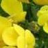 Blumenlied Flower Song Op 39 Gustav Lange