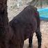 Ernie Alpaca Has Been Exiled From The Herd