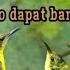 Suara Pikat Pemanggil Sogon Liar Ampuh Pikatburung 2025