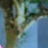 MAFIA S RIVAL EP15 MAFIA SETS LYWIN S HOUSE ON