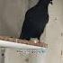 New Black Asmani High Flyer Pigeon Shorts Piegonlove Birdswatching Kabootar Highflyerpigeon Asmani