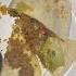 That How The Quesadilla Explosion Look Like From The Inside