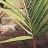 Sampion Plant New Leaf Born Leogarden