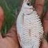 Release Fish Fishing Video Video Shorts Viral Youtubeshorts Tiktok
