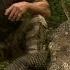 Largest Lizard On Earth The Komodo Dragon Deadly 60 Indonesia Series 3 BBC