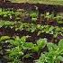 My Current Thoughts On Compost Tea Your Cover Crop Questions Answered