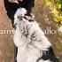 Take The Rainy Walk Acd Blueheeler Dog Dogmom Puppy Morningroutine Trend Rainyday