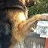 Lovely Tommy Germanshepherd Petward Dogowner Doglover Dogs Dog Gsd Puppy Funnypetslife Yt
