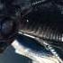 Alien Isolation Alien Sounds