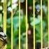 Suara Merdu Burung Sirtu Cipoh Jantan Dan Betina
