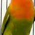 The Sound Of The Master Lovebird Sound Long Snickers Short Circuit Lovebird Master