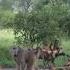 Wild Dogs Vs Baboon The Ultimate Battle Shorts Wildlife