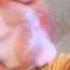 Dinosaurs Baby Sinclair Has Too Much Sugar