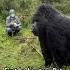 Close Encounter With A Gorilla Animalsightings Wildlife Gorillas
