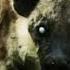 Laughing Hyena