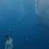 Almost Swallowed By A Whale Shark In A Remote Country Whale Whaleshark Wildlife Natgeo